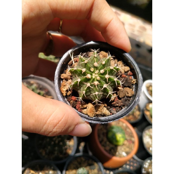 Kaktus Gymno Lb ori murah