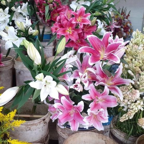 bunga potong Lily segar @1 tangkai