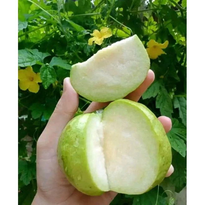 

jambu kristal