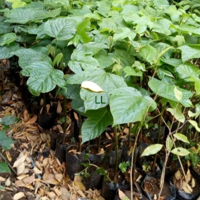 #bibit tanaman buah kluwek/kepayang picung/ bibit super siap tanam EE44