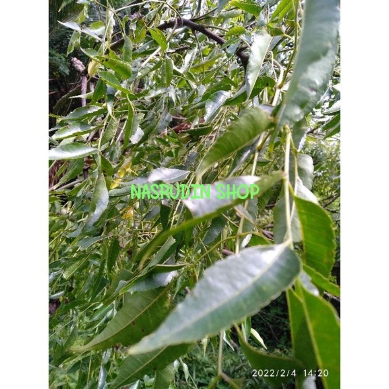 

[Fresh] DAUN MINDI SEGAR 1 KG LANGSUNG PETIK