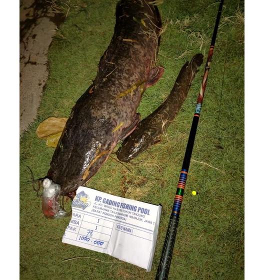 Hadir Sekarang tegek pancing stik golf untuk galatama lele