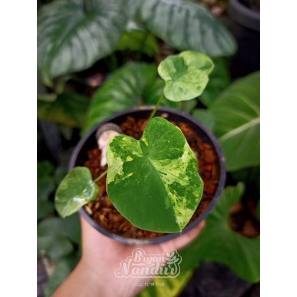 Colocasia esculenta variegata putih