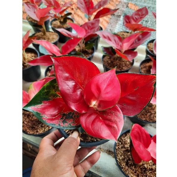 Terkini aglonema suksom jaipong Besar top