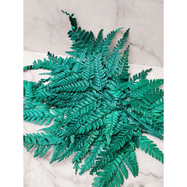 Daun Pakis kering /Daun pakis murah/ Daun pakis hijau/Daun bunket bunga