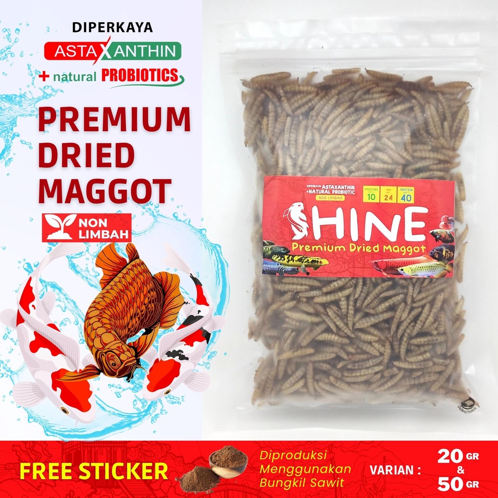 Maggot kering Grade A++ NON LIMBAH Pakan Channa Auranti Blue pulchra Maru Limbata Andrao Oscar Louha