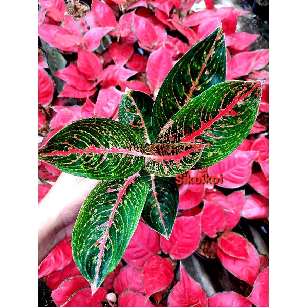 Aglonema Adelia