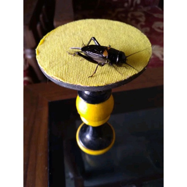 jangkrik aduan / jangkrik kalung / jangkrik masteran/ jangkrik genggong