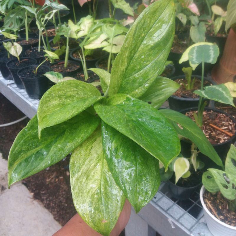 SCINDAPSUS PARAKENSIS VARIGATA