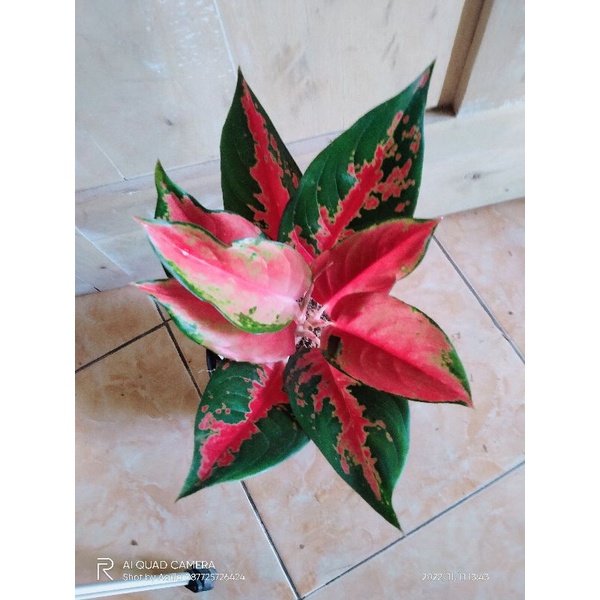 Aglonema Kocin Camelon