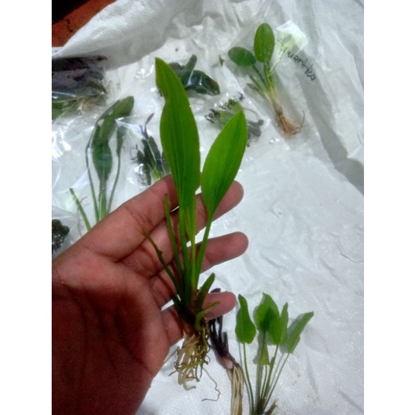 Echinodorus Muricatus