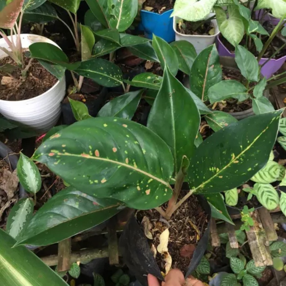 Aglonema Black Big Roy