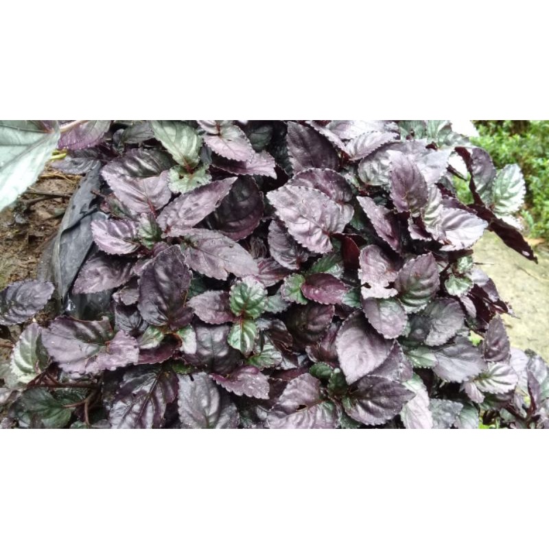 

Daun syaraf red flame/remek daging segar 100 gram