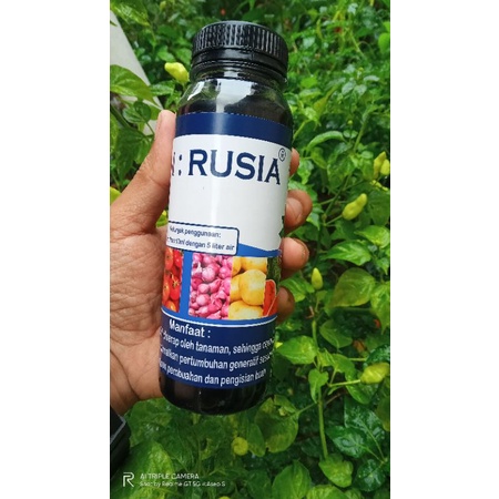 pupuk Origin Rusia 250ml untuk masa pembuahan dan pembungaan