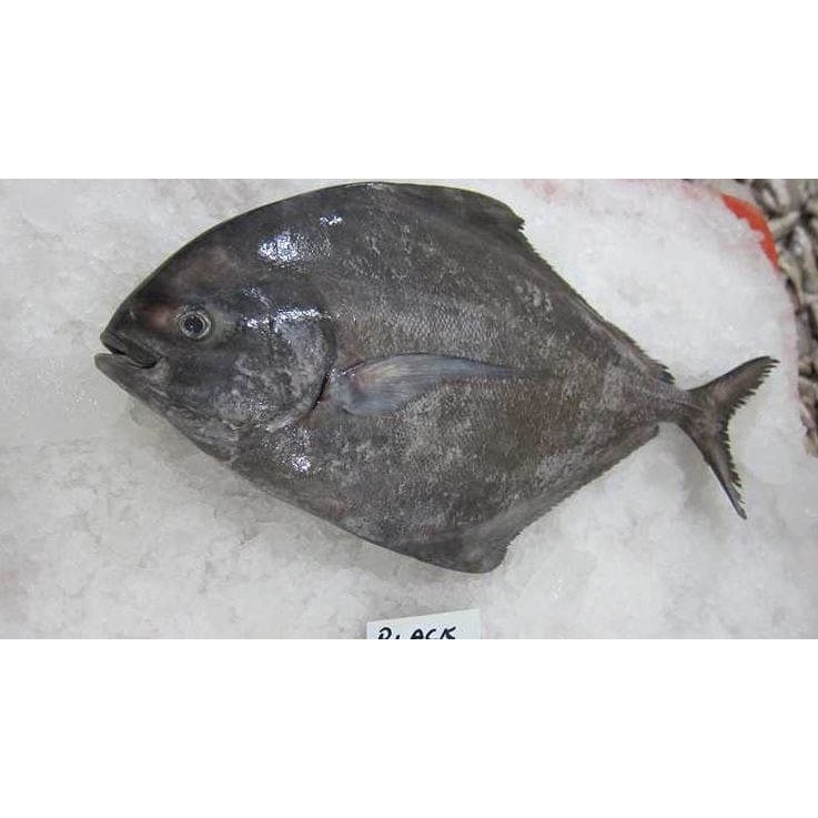 

Ikan Bawal Hitam 100gr, Sameday Instan Delivery Jogja