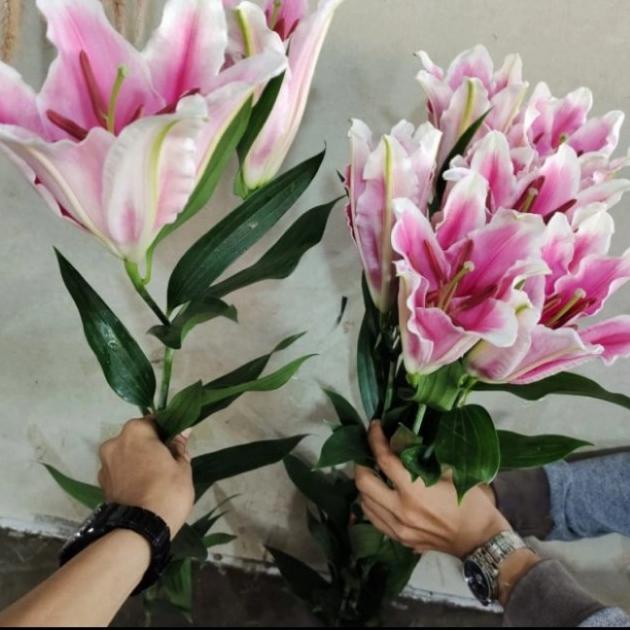 bunga Lily casablanca