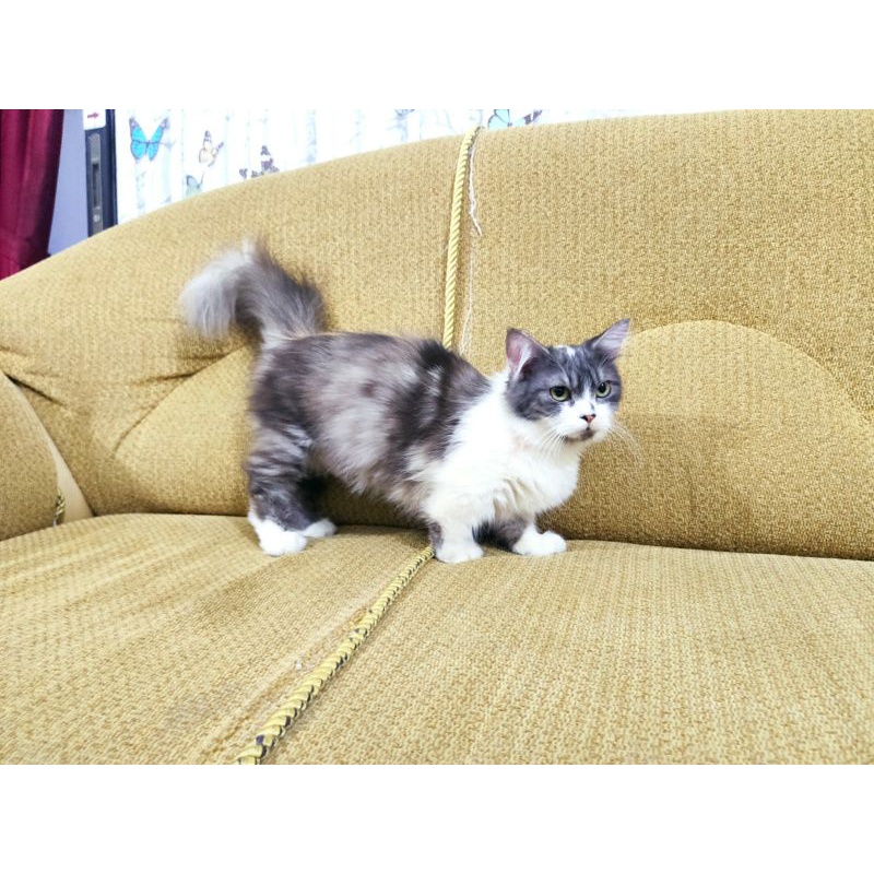 Jual Kucing Munchkin(indukan) | Shopee Indonesia