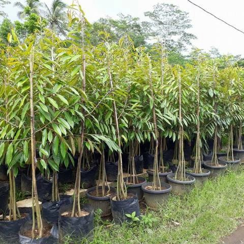 Bibit Durian Duri Hitam kaki 3 tinggi 1 meter up - Durian Oche super
