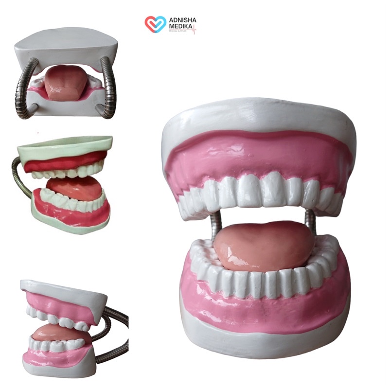 PHANTOM MANIKIN MODEL GIGI ANAK