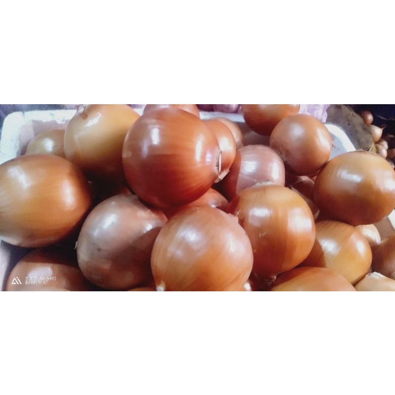 

bawang bombay 1kg