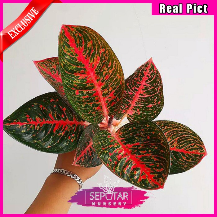 (BISA COD) aglonema adelia - tanaman hias aglonema adelia