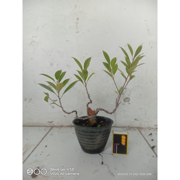 BONSAI KIMENG MAME TERMURAH