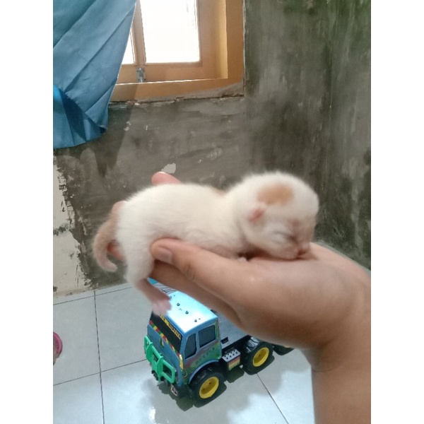 Open Adopt Kitten Persia mix kucing mixdom masih umur 10 hari tgl 11/11/22 lahir