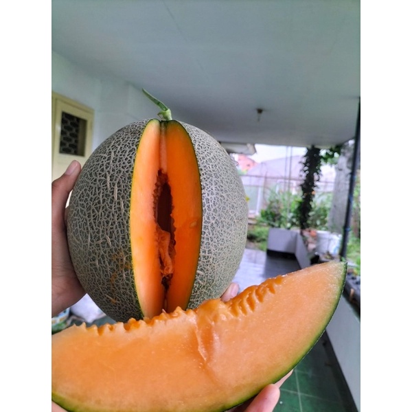 

Melon Golden Aroma Hidroponik