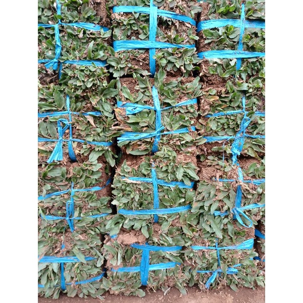 Tanaman Hidup Rumput Gajah Mini Dan Rumput Jepang Perikat 1 Ikat isi 8 lempeng gajah/7 lempeng jepan
