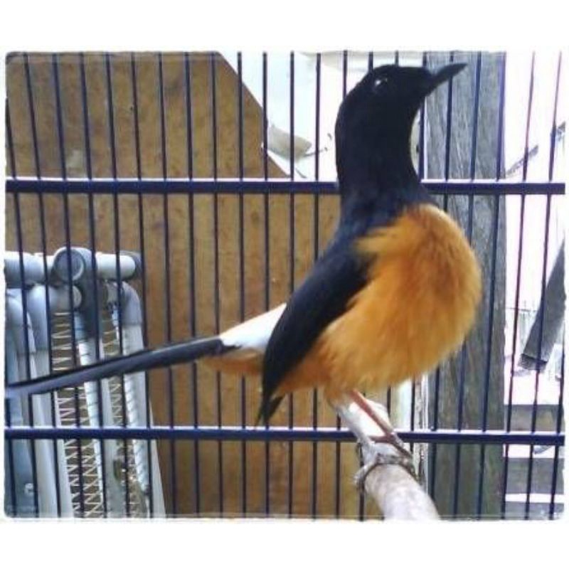 murai bordan gacor dor super