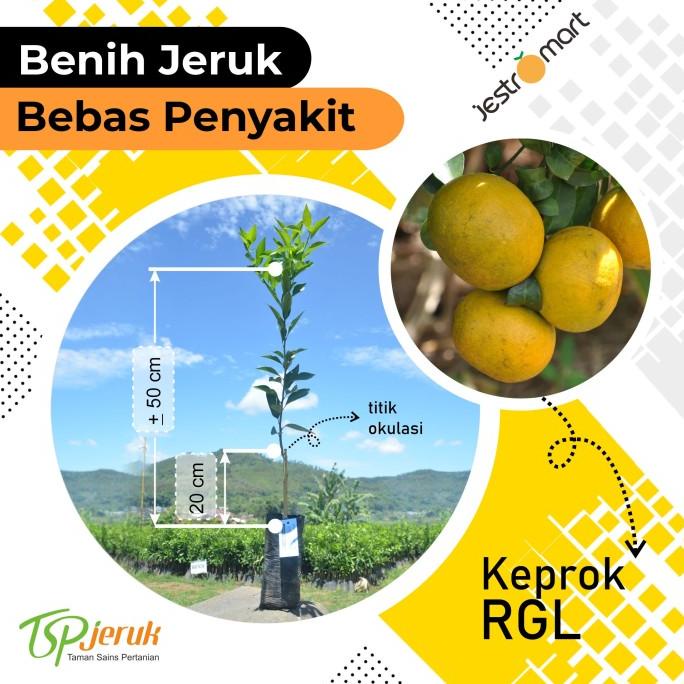 joss Benih Jeruk Keprok RGL / Bibit Jeruk Keprok RGL Balitjestro viral