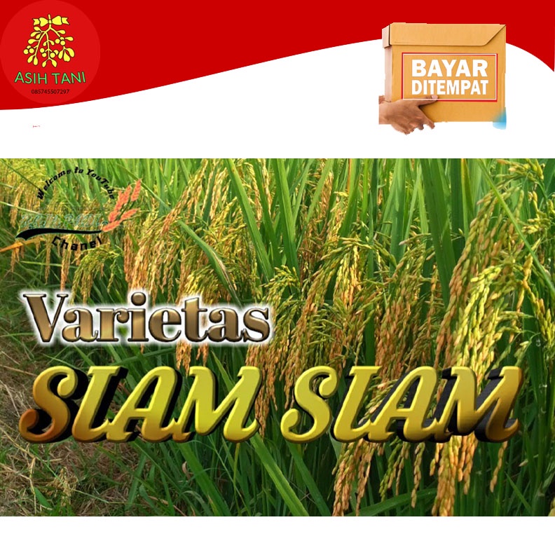 Benih Padi Siam-Siam Thailand Bibit Padi Berkualitas