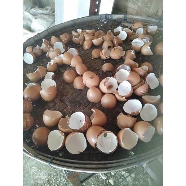 

cangkang telur 500gram