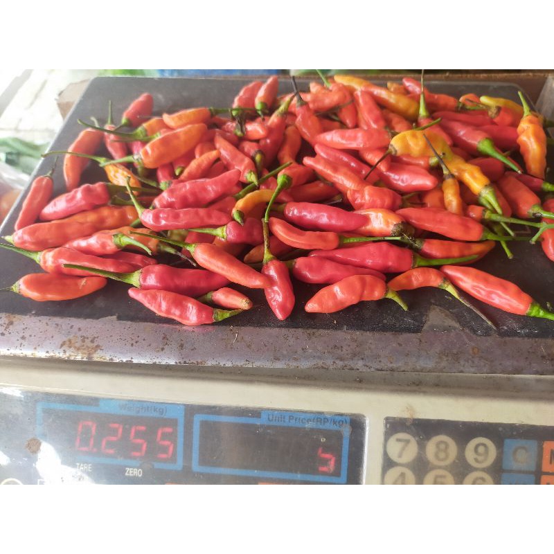 

Cabai Rawit merah