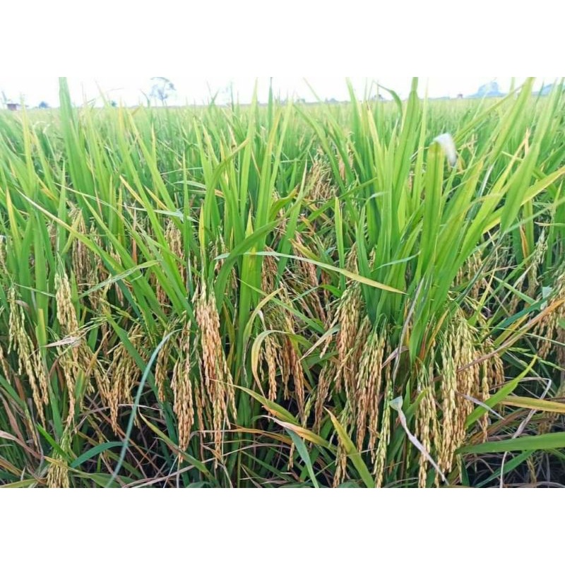 Benih padi MR 323 5kg