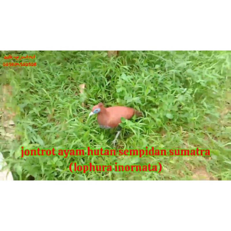 jontrot ayam hutan sempidan