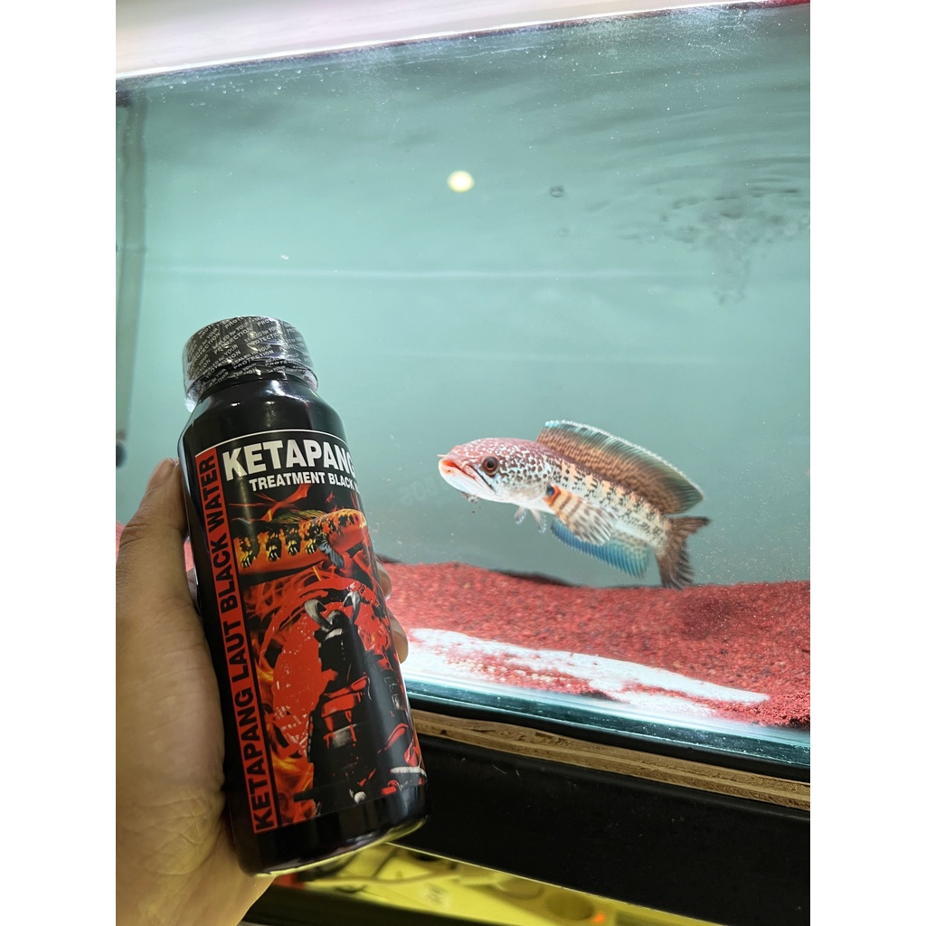 EKSTRAK KETAPANG BOS 250 ML, 500 ML ( KETAPANG LAUT LUMER BLACK WATER PROGRESS CHANNA)