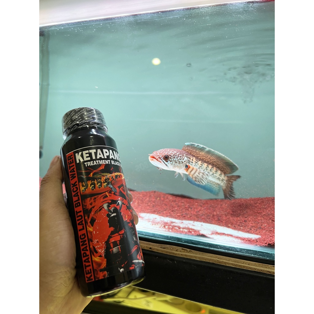 EKSTRAK KETAPANG BOS 250 ml ( KETAPANG LAUT LUMER BLACK WATER PROGRESS CHANNA)