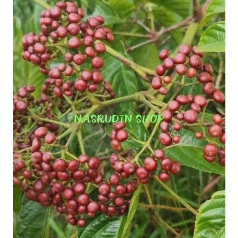 

[Fresh] BIBIT BUAH GIRANG GIRANG 50 BIJI BIBIT GIRANG GIRANG BIBIT BIJI BUAH SULANGKAR