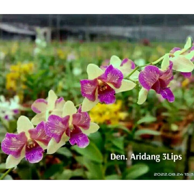 Anggrek Dendrobium Areedang green 3 lips