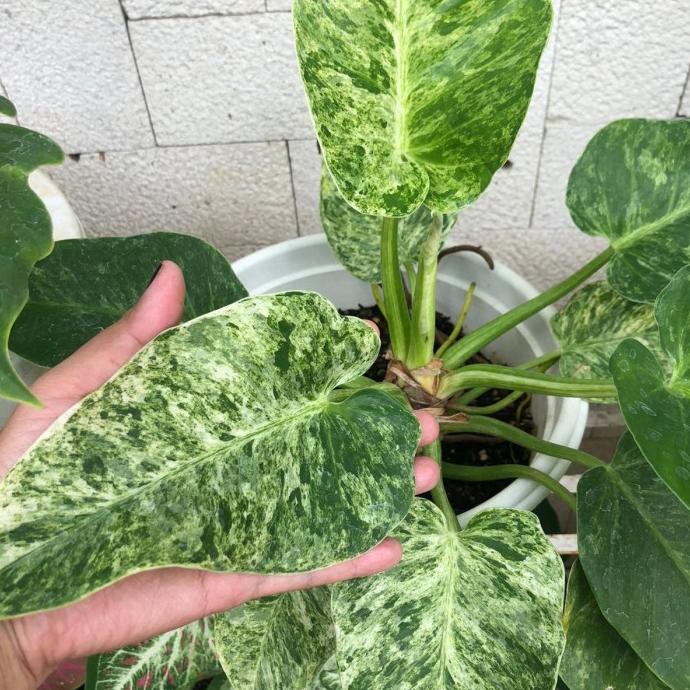 tanaman philodendron giganteum varigata marble marbel