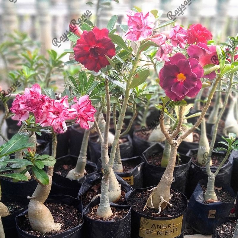 Adenium Bunga Tumpuk Entres Panjang