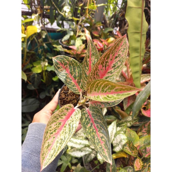 aglonema red legacy
