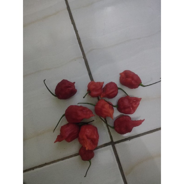 

3 Buah CABE Carolina Reaper Cabe Terpedas