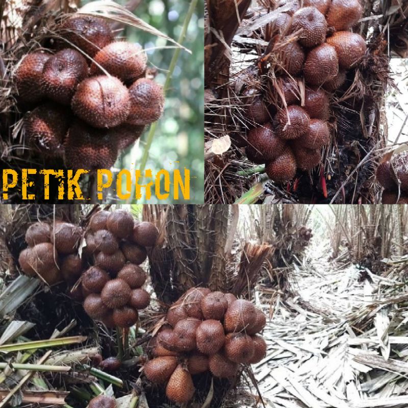 salak pondoh pilihan kwalitas grade