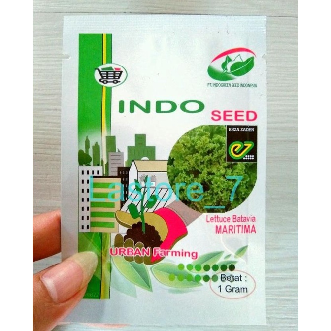 benih selada maritima 1 gr indo seed indogreen seed
