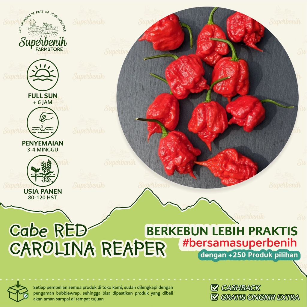 Benih dan Bibit Hidup Cabe RED CAROLINA REAPER, jenis cabe terpedas di dunia