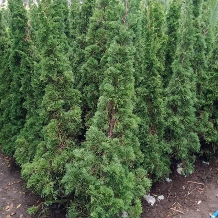 Tanaman hias cemara lilin / Cemara Lilin 2 meter