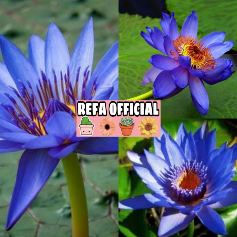 Jual Biji Benih Bunga Teratai Nymphaea Emerald Biru Mekar Eksotis Siap ...