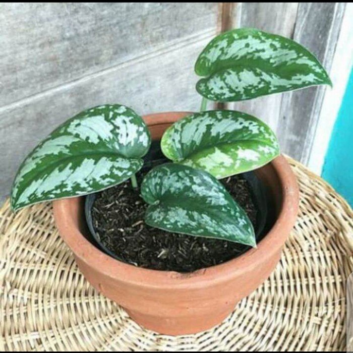 Jual tanaman hias sri gading silver / tanaman sri gading silver / pohon sri gading silver